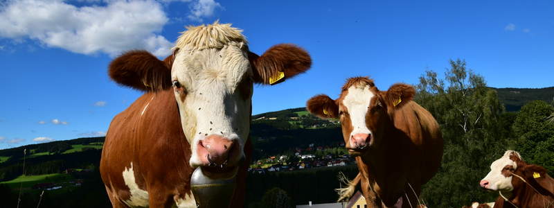 Kühe im Sommer (C) Karl Maderbacher