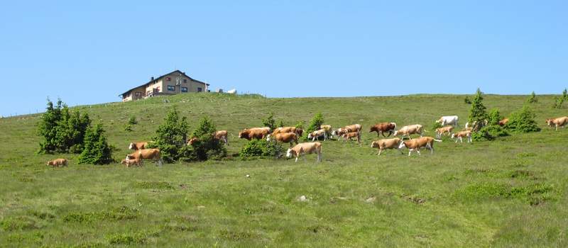 Weidevieh am Hochwechsel (C) TV Joglland - Waldheimat, Zingl