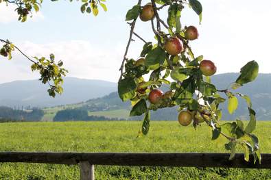Frische Äpfel in den Kraftspendedörfer (c) TVB Joglland-Waldheimat