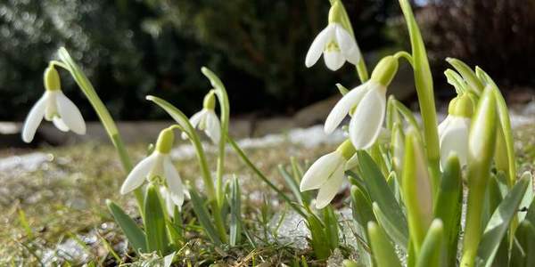 Frühlingsblumen (C) TV Oststeiermark, Köberl