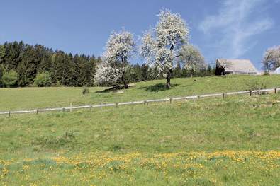 Blühende Wiese im Joglland (c) TVB Joglland-Waldheimat