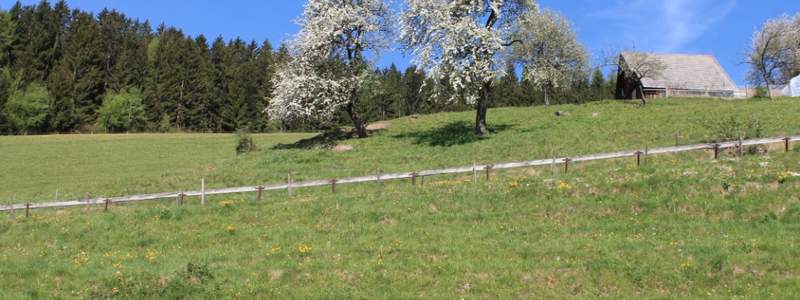 Frühling in der Region Joglland - Waldheimat (C) TV Joglland - Waldheimat