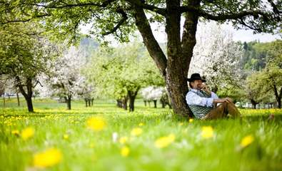 blühender Apfelbaum in der Oststeiermark (C) Tom Lamm, ikarus.com